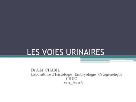 LES VOIES URINAIRES Dr A.M. CHABIL