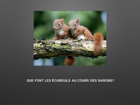 QUE FONT LES ÉCUREUILS AU COURS DES SAISONS?. Les phases de vies des écureuils: 1: Ils naissent 2:Ils passent leurs temps à jouer pendant que leurs parents.