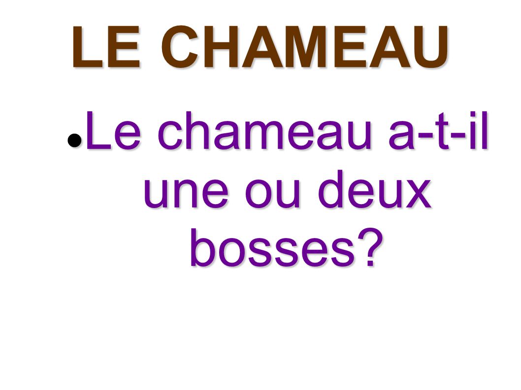 Graisse de bosse de chameau, késako ? 