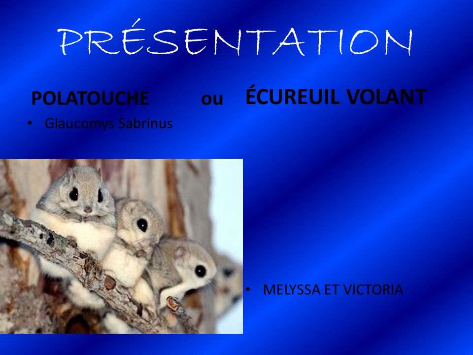 Presentation Ecureuil Volant Polatouche Ou Glaucomys Sabrinus Ppt Video Online Telecharger