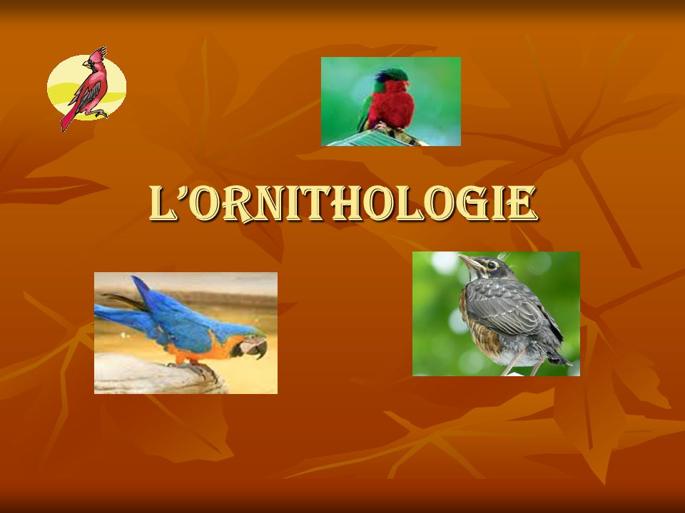 Le web de l'ornithologie