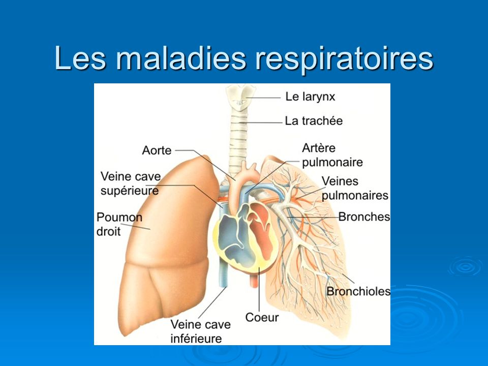 Présentation du système respiratoire - Troubles pulmonaires et des voies  aériennes - Manuels MSD pour le grand public