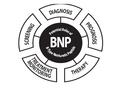 1981 - 84 : ANP1988 : BNP1990: CNP Les effets sont médiés par le GMPc 3 types distincts de récepteurs transmembrannaires.