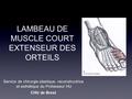 LAMBEAU DE MUSCLE COURT EXTENSEUR DES ORTEILS