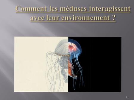 1. ● Les méduses sont des animaux sans squelette, dépourvue de poumons et de sang et composées à 98 % d'eau. ● Dans la classification phylogénétique simplifiée.