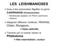 LES LEISHMANIOSES  Dues à des protozoaires flagellés du genre Leishmania (Kinétoplastidae) –Nombreuses espèces: en PACA Leishmania infantum  Atteignant.