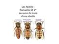 Les Abeille : Naissance et 1er semaine de la vie d’une abeille