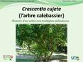 Histoire d’un arbre aux multiples utilisations UE Ethnobotanique et interactions bioculturelles Waite Pierre-André.
