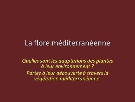 La flore méditerranéenne Quelles sont les adaptations des plantes à leur environnement ? Partez à leur découverte à travers la végétation méditerranéenne.