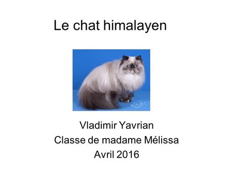 Le chat himalayen Vladimir Yavrian Classe de madame Mélissa Avril 2016.