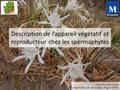 Cours du 20/03/2016 Présentation et conception : Hugo FONTES Description de l’appareil végétatif et reproducteur chez les spermaphytes.