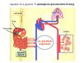 régulation de la glycémie 1- passage du glucose dans le sang
