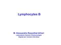 Lymphocytes B M. Alessandra Rosenthal-Allieri
