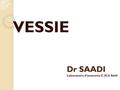 Dr SAADI Laboratoire d’anatomie C.H.U Sétif VESSIE.