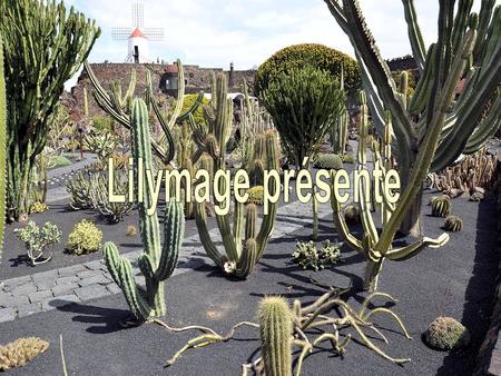 À Guatiza, dans le nord de Lanzarote, île des Canaries, se trouve le Jardin de Cactus, qui réunit plus de 1 400 espèces de cactus du monde entier.