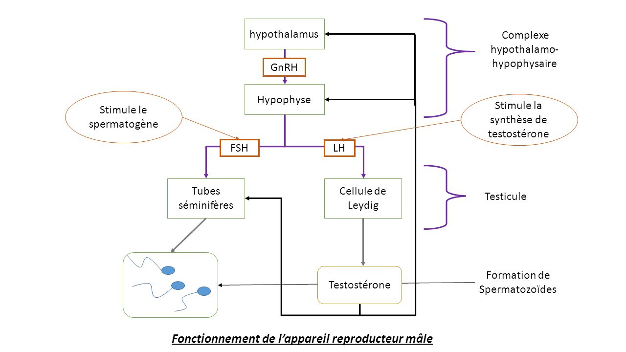 modèle du système reproducteur masculin