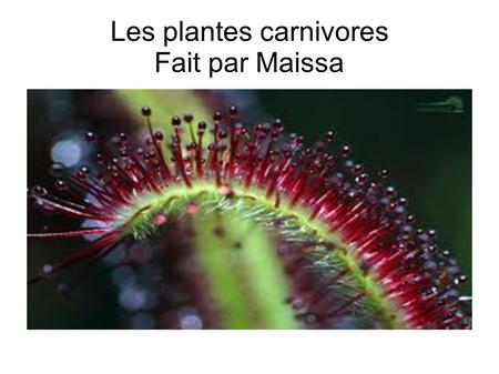 Les plantes carnivores Fait par Maissa. Plan 1) Que mangent les plantes carnivores? 2)Où habitent les plantes carnivores? 3)Exemples de famille de plantes.