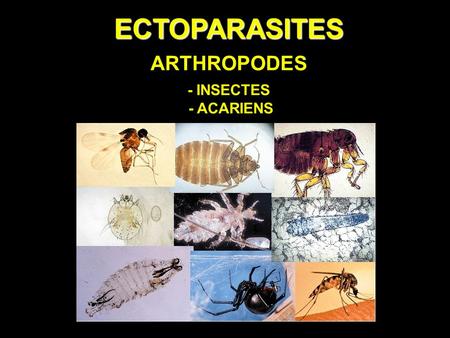 ECTOPARASITES ARTHROPODES - INSECTES - ACARIENS.