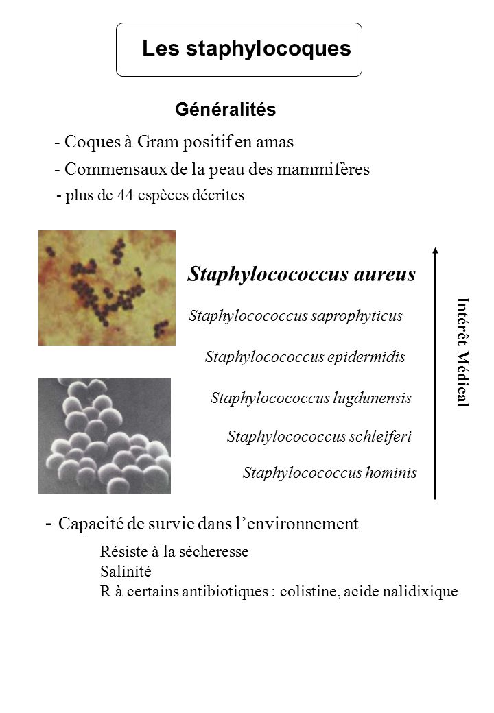 Staphylocococcus aureus