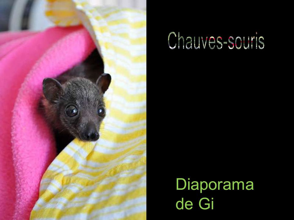 Diaporama De Gi Oubliez Vos Prejuges En General Les Principales Causes De L Arrivee De Ces Bebe Chauve Souris Au Tolga Bat Hospital Sont Soit La Ppt Telecharger