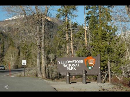 Le parc national de Yellowstone Le parc national de Yellowstone est situé aux États- Unis, au nord-ouest du Wyoming. Une petite partie du parc se trouve.