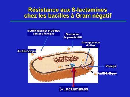 Résistance aux ß-lactamines chez les bacilles à Gram négatif