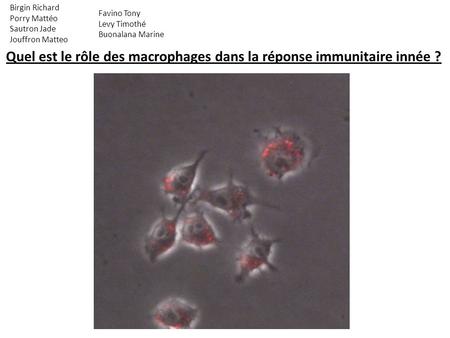 Quel est le rôle des macrophages dans la réponse immunitaire innée ? Birgin Richard Porry Mattéo Sautron Jade Jouffron Matteo Favino Tony Levy Timothé.