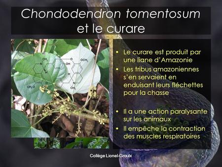 Chondodendron tomentosum et le curare Le curare est produit par une liane d’Amazonie Les tribus amazoniennes s’en servaient en enduisant leurs fléchettes.
