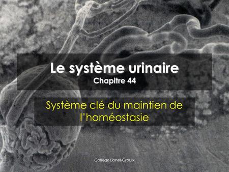 Le système urinaire Chapitre 44 Système clé du maintien de l’homéostasie Collège Lionel-Groulx.