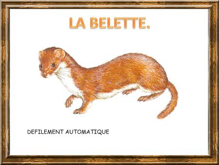 DEFILEMENT AUTOMATIQUE La belette est un mammifère carnivore, de la famille des mustélidés. Elle est répandue dans toute l’Europe, le nord de l’Amérique.