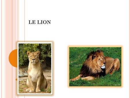 LE LION. SON HABITAT : LE LION HABITE DANS LA SAVANE ET LES FORÊTS SÈCHES.