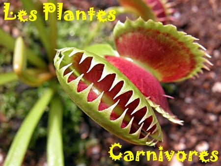 Les Plantes Carnivores. Les plantes carnivores vivent dans des milieux très pauvres tels que des marais, des tourbières, des parois rocheuses… Comme il.