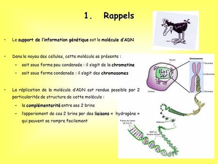 1 1.Rappels support de l’information génétiquemolécule d’ADNLe support de l’information génétique est la molécule d’ADN Dans le noyau des cellules, cette.