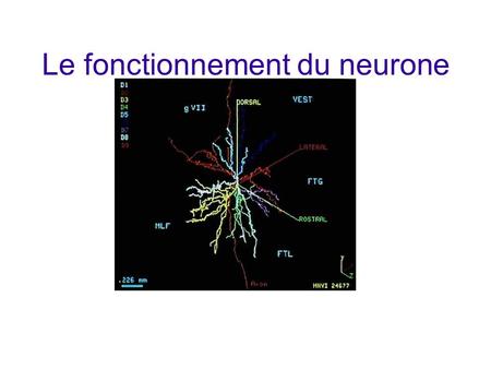 Le fonctionnement du neurone