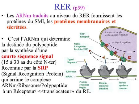 RER (p59) Les ARNm traduits au niveau du RER fournissent les protéines du SMI, les protéines membranaires et sécrétées. C’est l’ARNm qui détermine la destinée.