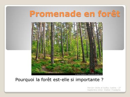 Pourquoi la forêt est-elle si importante ?