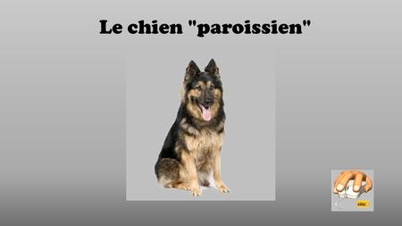 Le chien paroissien En Italie, un chien paroissien fréquente l'église depuis que sa propriétaire est décédée. Un enfant de chœur de choix !!!