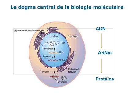 Le dogme central de la biologie moléculaire