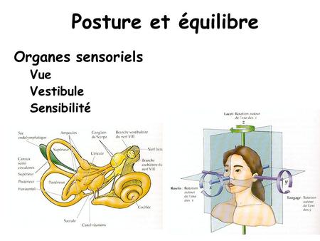 Posture et équilibre Organes sensoriels Vue Vestibule Sensibilité.