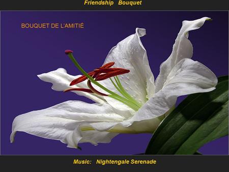 Music: Nightengale Serenade Friendship Bouquet BOUQUET DE L’AMITIÉ.