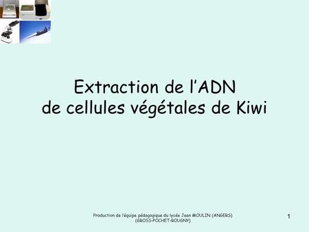 Extraction de l’ADN de cellules végétales de Kiwi