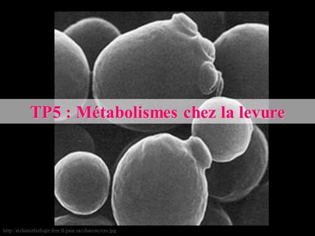 TP5 : Métabolismes chez la levure