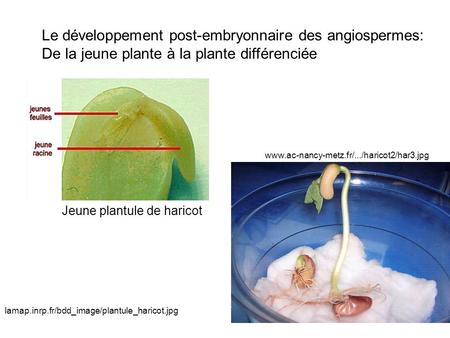 Le développement post-embryonnaire des angiospermes:
