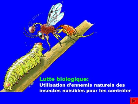 Lutte biologique: Utilisation d’ennemis naturels des insectes nuisibles pour les contrôler.