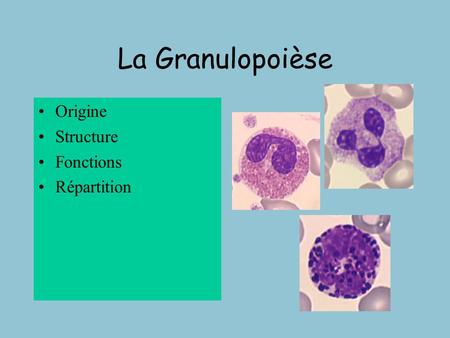 La Granulopoièse Origine Structure Fonctions Répartition.