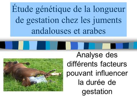 Étude génétique de la longueur de gestation chez les juments andalouses et arabes Analyse des différents facteurs pouvant influencer la durée de gestation.