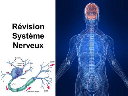 Révision Système Nerveux. SN Le système nerveux peut se diviser en 2 systèmes: