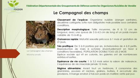 Le Campagnol des champs Microtus arvalis Fédération Départementale des Groupements de Défense contre les Organismes Nuisibles de Vendée Classement de l’espèce: