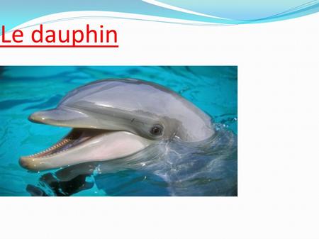 Le dauphin. Sommaire 1 - Le dauphin 6 – Un sauveur 2 - Sa nourriture 7 – En mer 3 - Sa boisson 8 - Son ennemie 4 - Ou vivent-t- ils ? 9 - Les espèces.