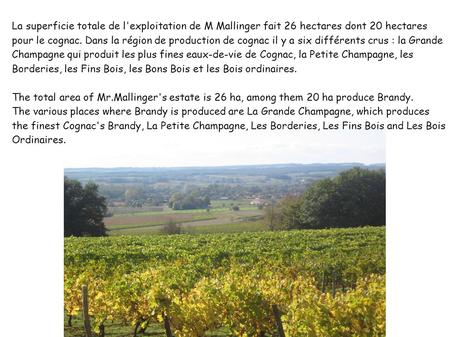 La superficie totale de l'exploitation de M Mallinger fait 26 hectares dont 20 hectares pour le cognac. Dans la région de production de cognac il y a six.